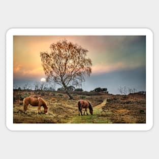 New Forest Ponies Sticker